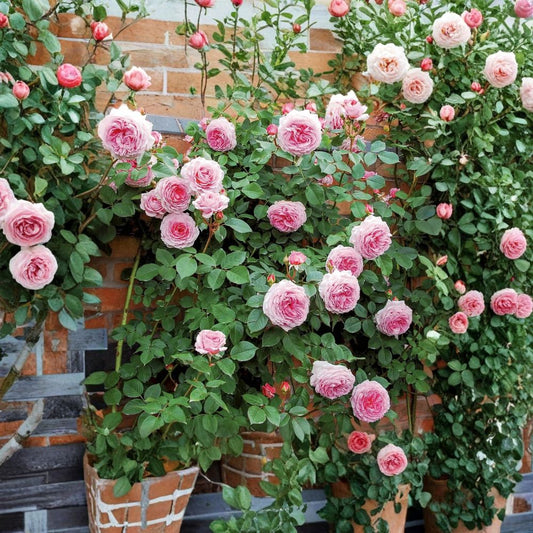 James Galway Climbing Rose Cuttings – 3 Unrooted 5–8 Inch David Austin Rose | Light Pink English Climber | Fragrant Garden Rose