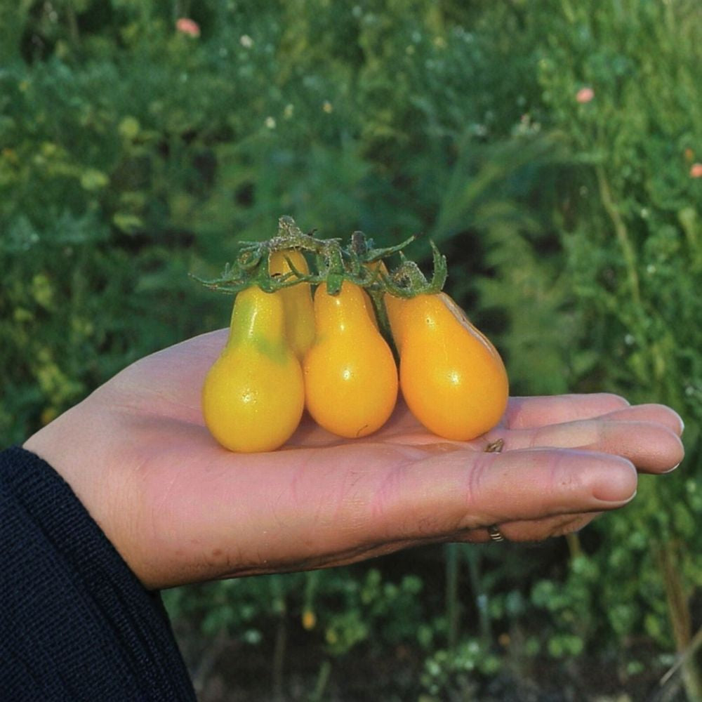 Yellow Pear Tomato – Solanum lycopersicum 120+ Seeds | Heirloom | NON-GMO | Open Pollinated  Golden Teardrop Cherry Tomatoes | Indeterminate | Heat Tolerant