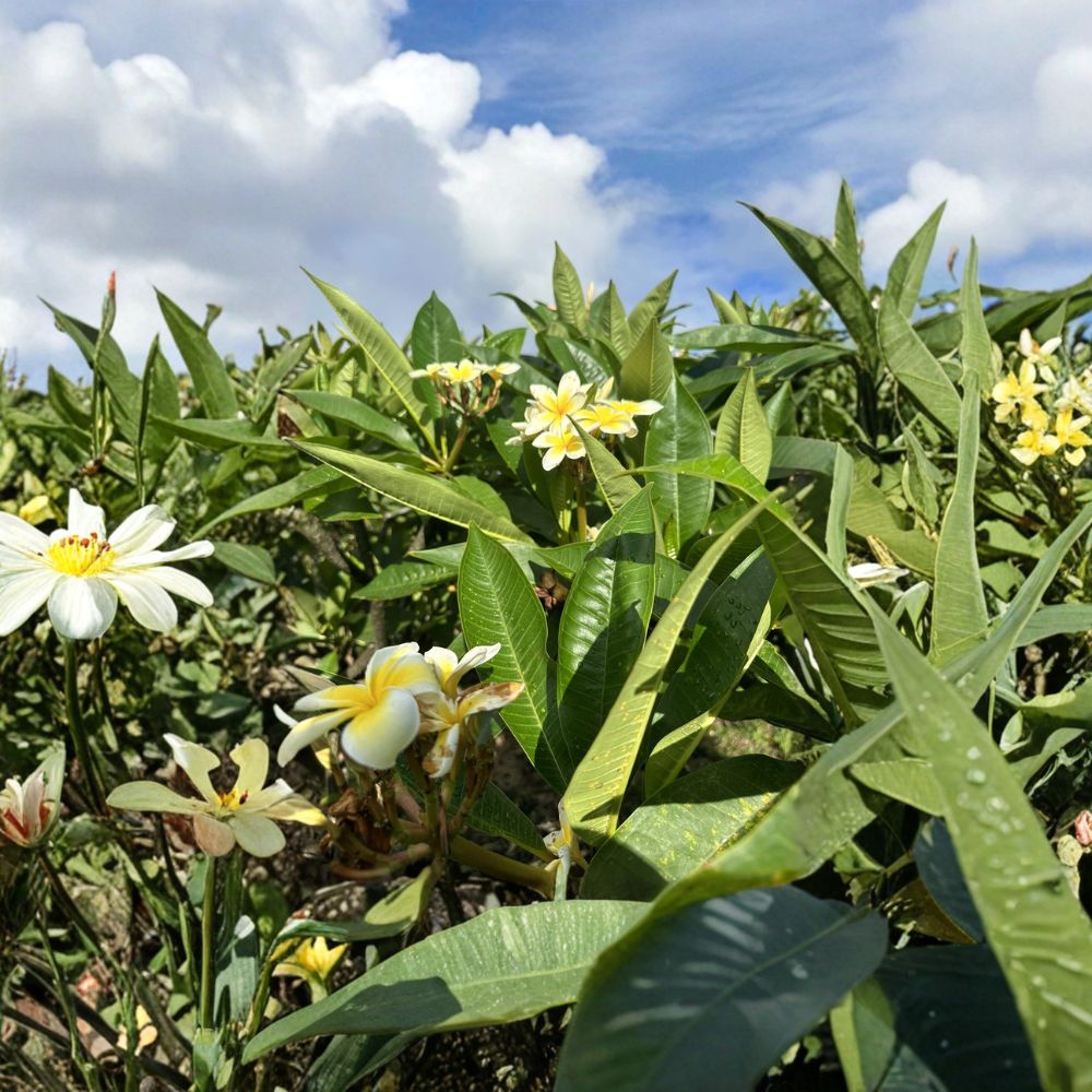 Yellow Plumeria Cutting – Triple Head 10 Inch Fresh Frangipani | Hawaii Grown Starter Cutting | Tropical Flower Plant | Rare Multi Head
