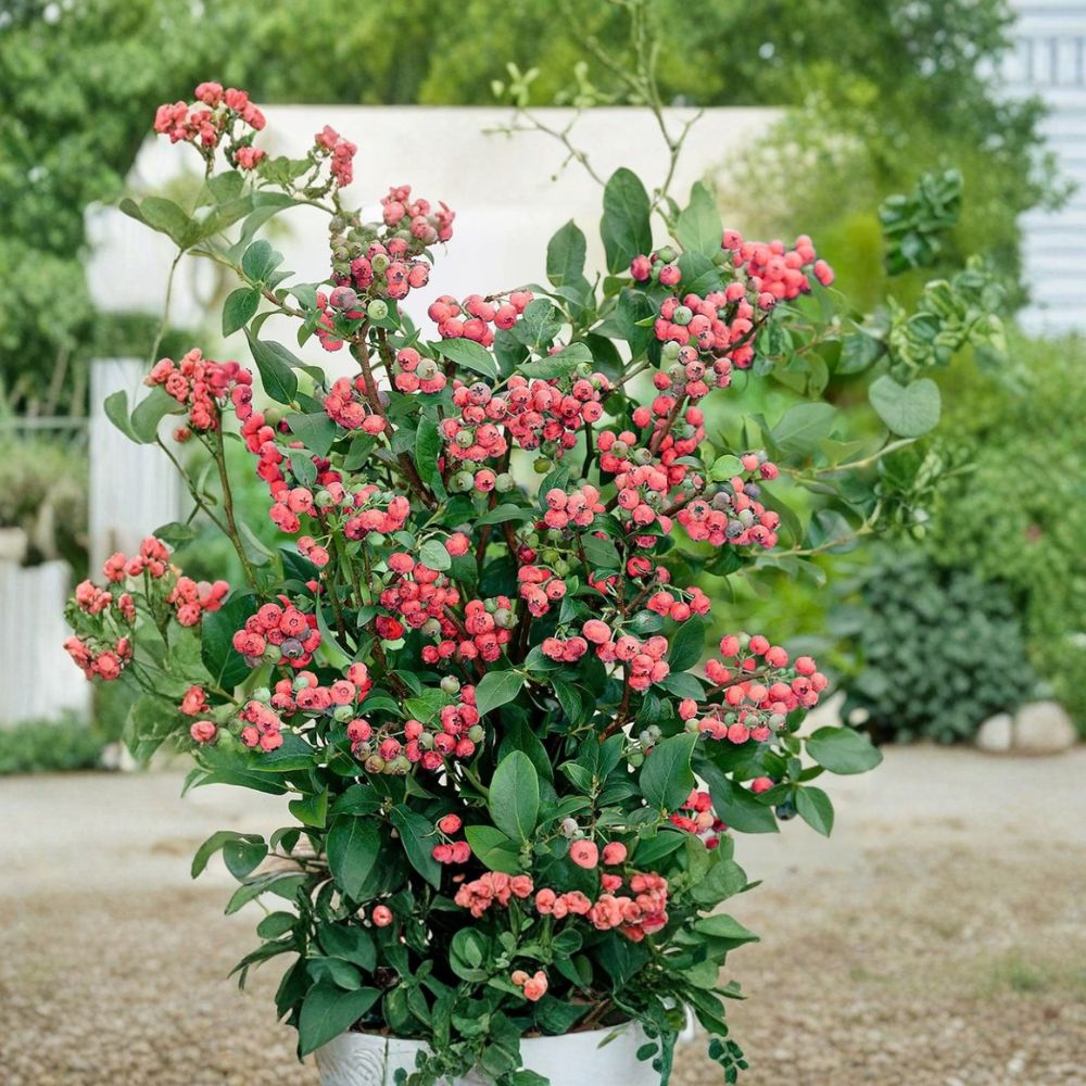 Pink Lemonade Blueberry Plant – Vaccinium ‘Pink Lemonade’ Live Plant | 4–6 Inches Tall | Rooted Plant (No Pot) | Sweet Pink Berry Fruit Shrub
