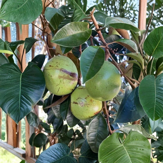 Caimito Star Apple Seeds – Chrysophyllum cainito | 15 Exotic Tropical Fruit Tree Seeds | Grow Your Own Star Apple