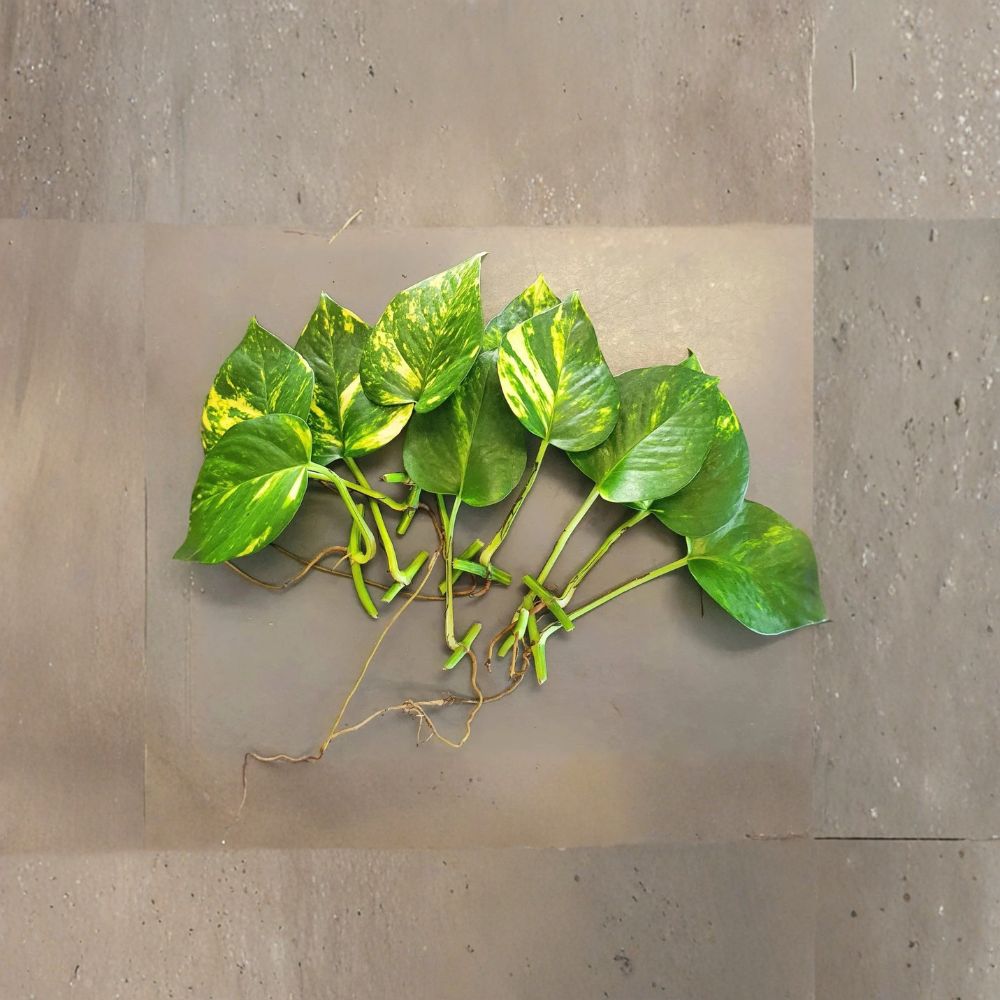 Golden Pothos Live Cuttings – 10 Rooted Leaves | Epipremnum aureum | Air Purifying Houseplant | Easy Indoor Trailing Plant