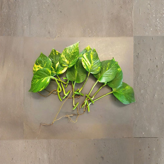Golden Pothos Live Cuttings – 10 Rooted Leaves | Epipremnum aureum | Air Purifying Houseplant | Easy Indoor Trailing Plant