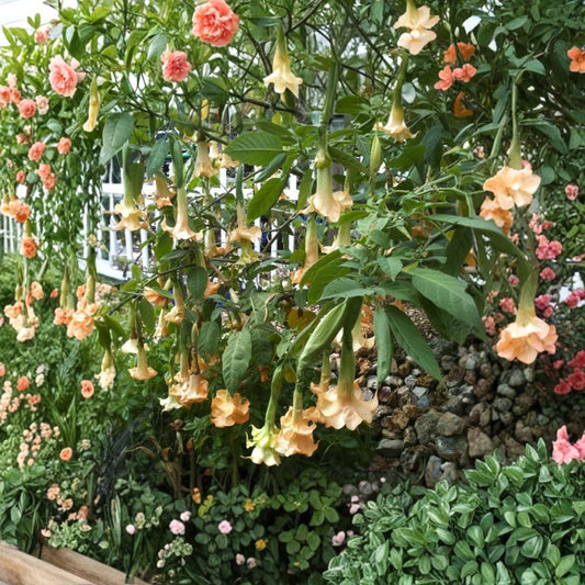 Brugmansia ‘Naughty Nick’ Cutting – Angel Trumpet Unrooted 6–8 Inch | Tropical Flowering Plant | Double Peach Blooms | Container Friendly