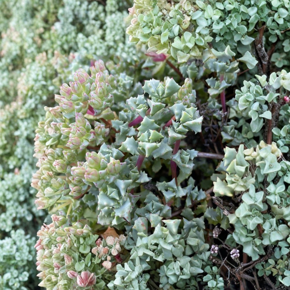 Oscularia deltoides Cuttings – 10 Pack (4–6 Inches) | Deltoid Dew Plant | Flowering Succulent Groundcover