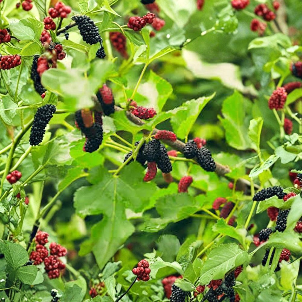 Illinois Everbearing Mulberry – Morus ‘Illinois Everbearing’ Live Seedling | Starter Plant | Includes Nursery Pot  Sweet Berry Fruit Tree | Backyard & Garden Friendly | Easy to Grow