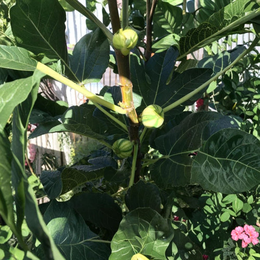 Bordissot Blanca Rimada Fig Cuttings – 6 Unrooted 6–8 Inch Scions | Rare Fig Tree Variety | Sweet Strawberry Flavor | Propagation Ready