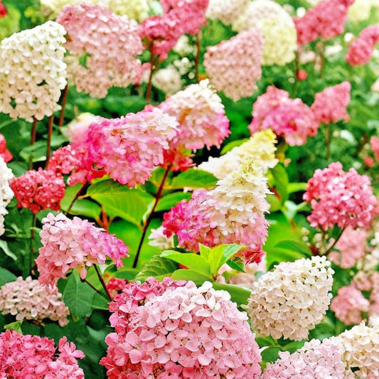 Vanilla Strawberry Hydrangea Cuttings – 20 Unrooted Stems 6–7 Inches | Hydrangea paniculata | Color Changing Flower Shrub | Garden Starter