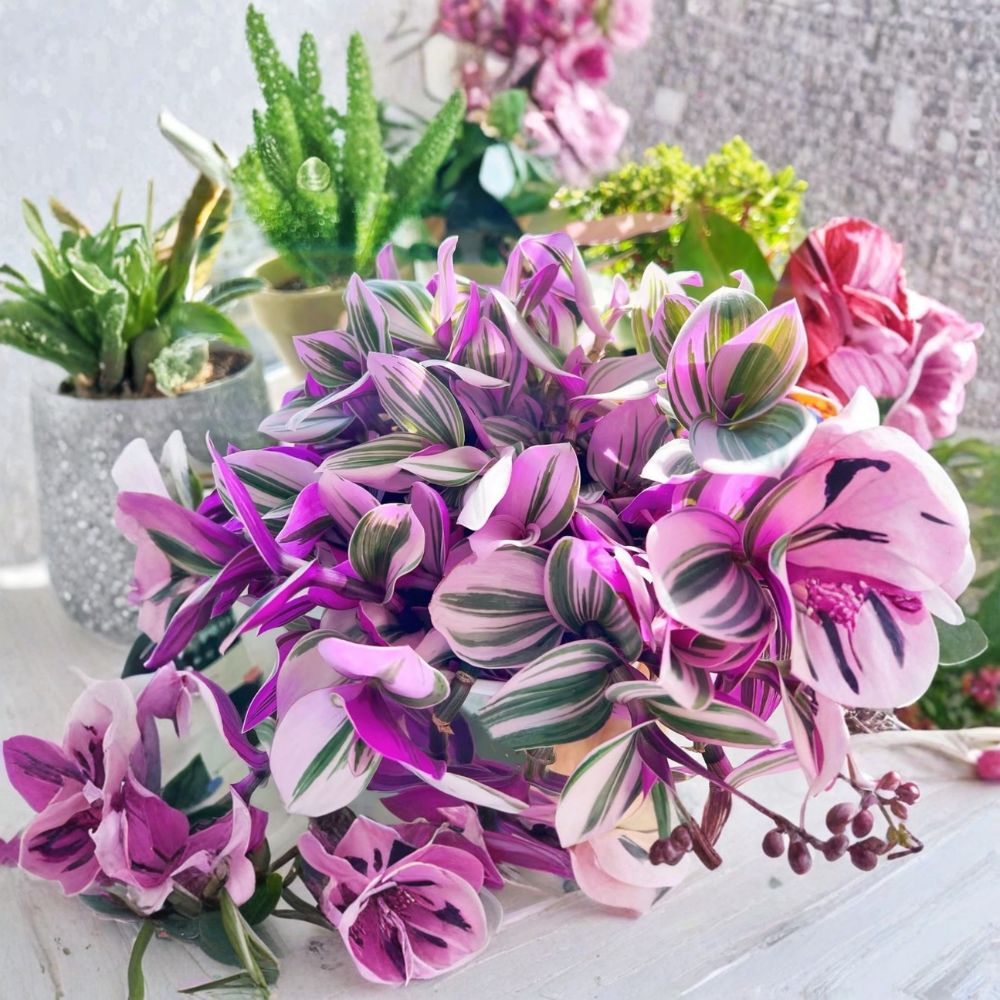 Tradescantia Nanouk Cuttings – 3 Unrooted 3–4 Inch Stems | Rare Pink Wandering Jew | Colorful Trailing Houseplant | Easy to Grow