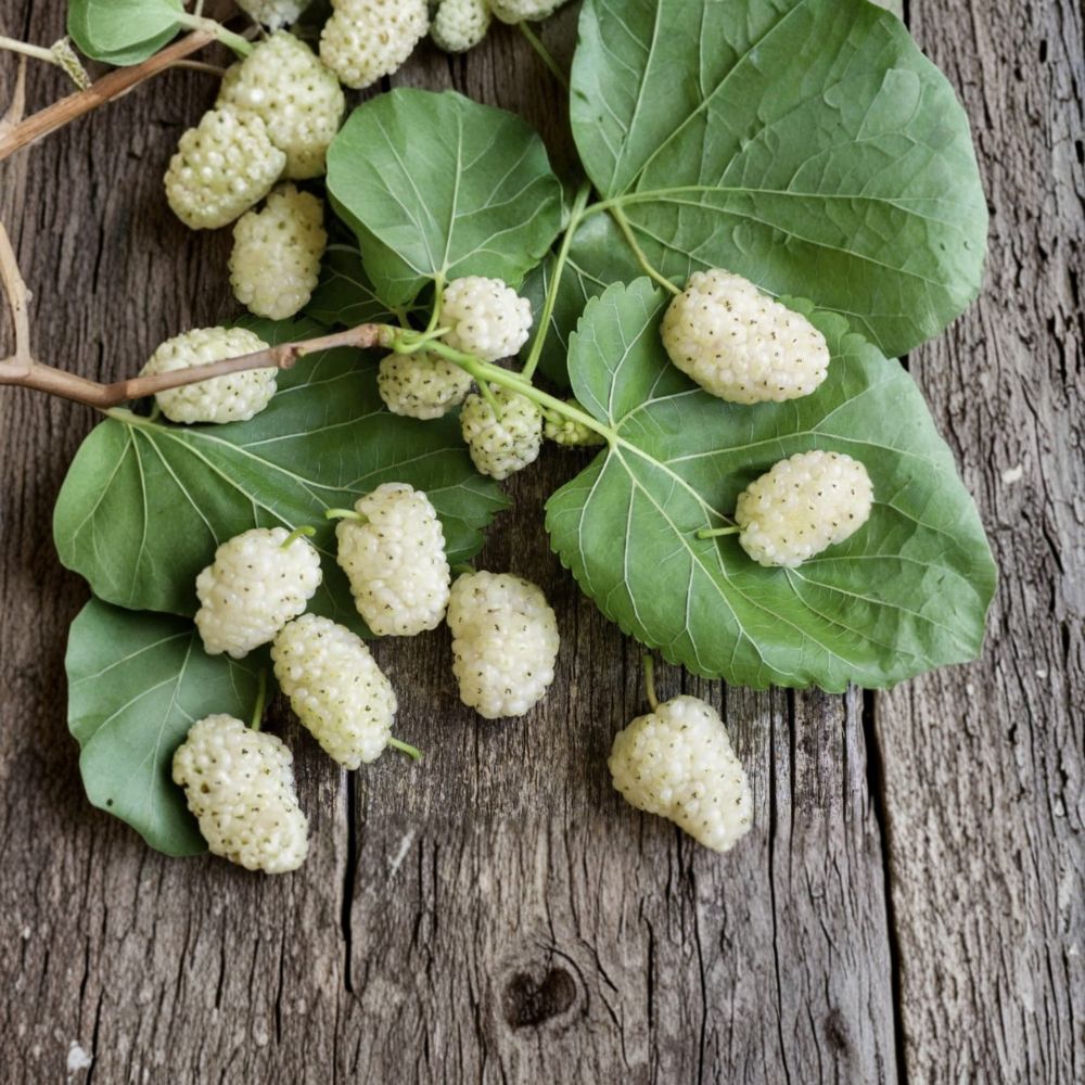 White Mulberry Tree – Morus alba Live Seedling | 6 Inches – 2 Feet Tall | Includes Nursery Pot  Sweet Fruit Tree Starter | Backyard & Orchard Friendly | Easy to Grow