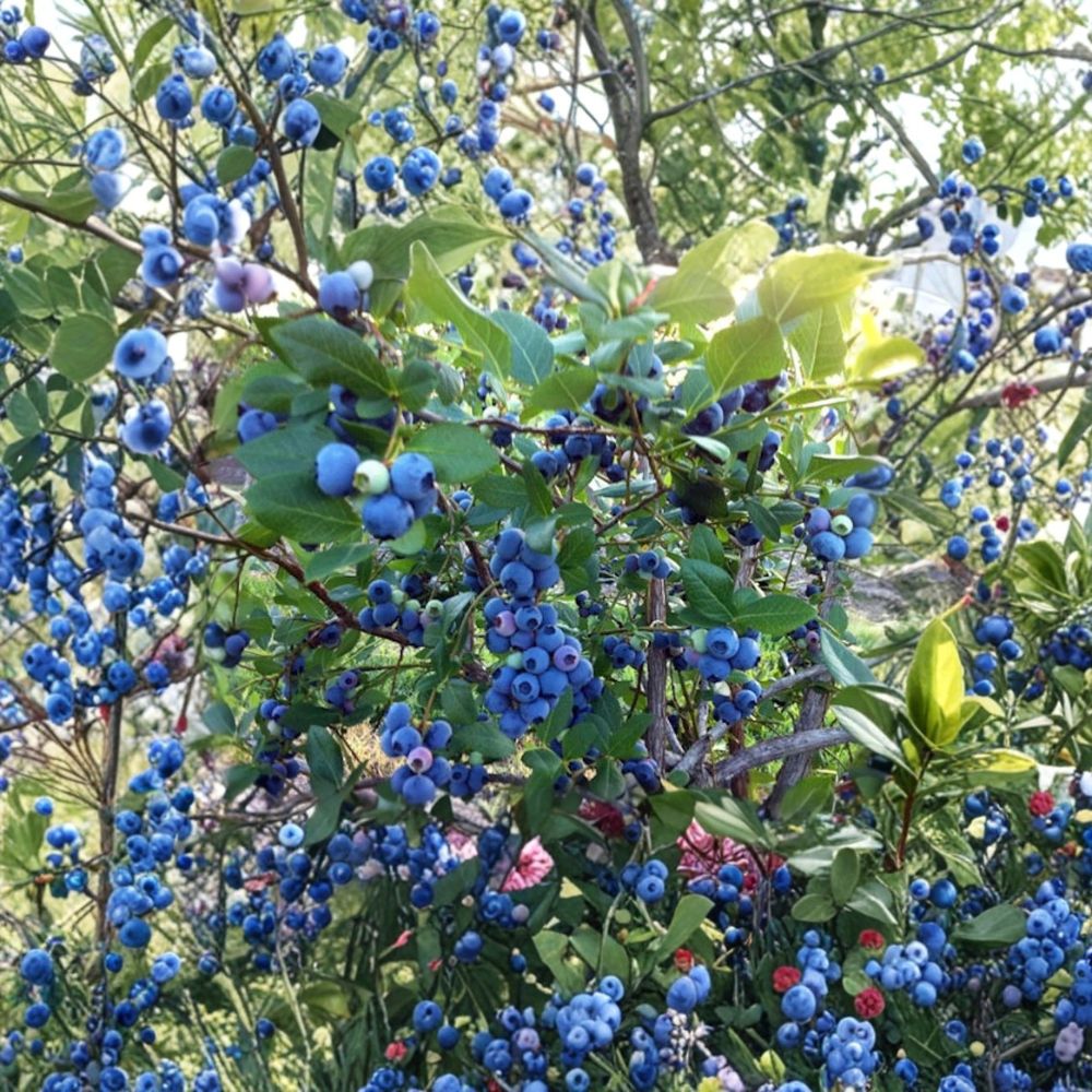 Rebel Blueberry Plant – Vaccinium corymbosum Starter Plug | 3–6 Inches Tall | Bare Root Southern Highbush Blueberry Bush