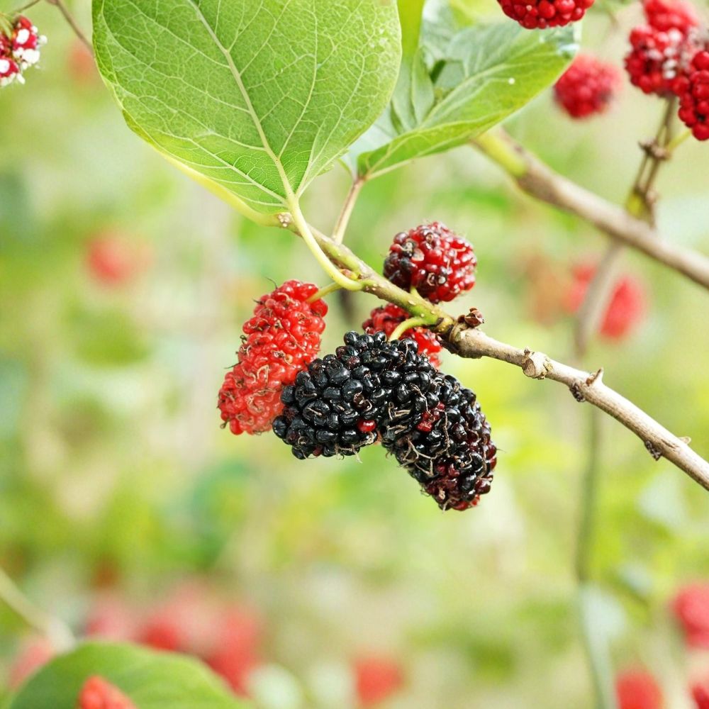 Red Mulberry Tree – Morus rubra Live Seedling | 6–12 Inches Tall | Bare Root Plant  Native Sweet Fruit Tree | Backyard & Wildlife Friendly | Easy to Grow
