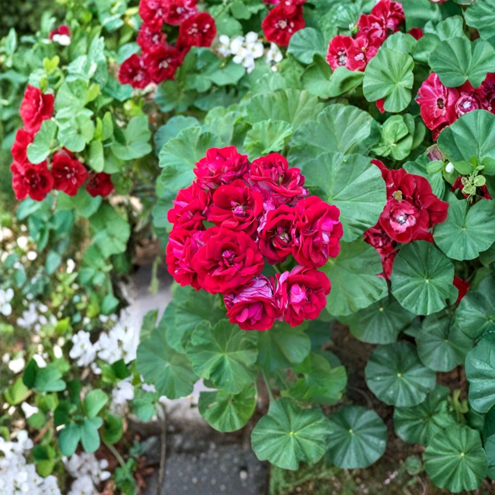 Double Red Geranium Cuttings – 4 Pack | Pelargonium | Rare Vigorous Flowering Plant | Easy to Root
