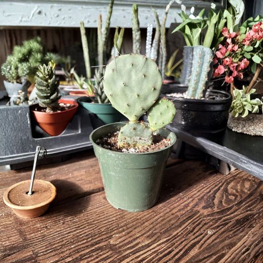 Santa Rita Purple Prickly Pear – Opuntia santa-rita Live Cactus | Vibrant Purple Pads | Xeriscape Favorite  Edible Fruit | Drought Tolerant | Bold Architectural Plant