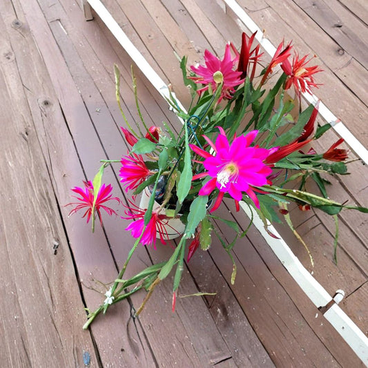 Rosy Swirl Orchid Cactus Cuttings – 2 Pack + Free Bonus | Epiphyllum | Large Blooming Jungle Cactus