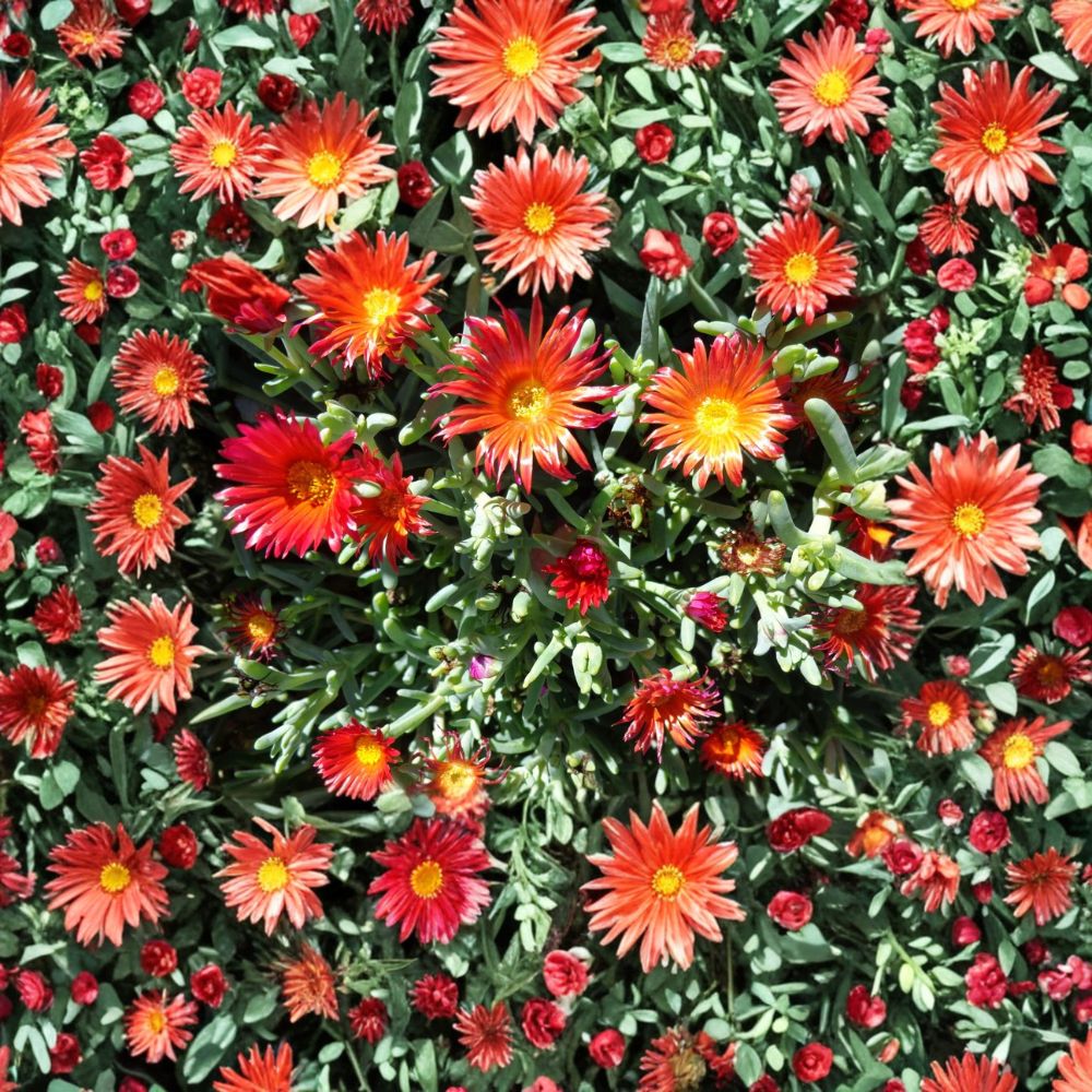 Ruby Ice Plant Cuttings – 10 Pack 6 Inch Cooper’s Hardy Ice Plant | Ground Cover Succulent | Drought Tolerant Flowering Plant
