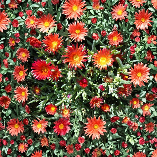 Ruby Ice Plant Cuttings – 10 Pack 6 Inch Cooper’s Hardy Ice Plant | Ground Cover Succulent | Drought Tolerant Flowering Plant