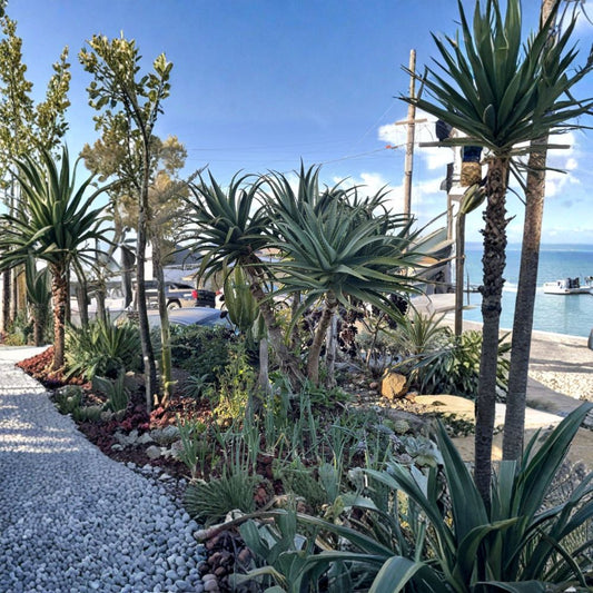 Aloe Arborescens Live Plant – 3 Rooted Cuttings 5–6 Inches | Candelabra Aloe | Torch Aloe Succulent | Drought Tolerant Garden Plant