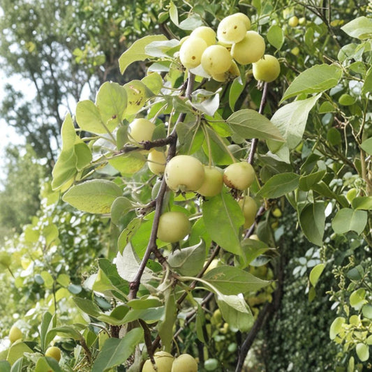 Crabapple Tree Seeds – 10 Wild Malus Seeds | Flowering Crab Apple Fruit Tree | Pollinator Friendly Garden Tree