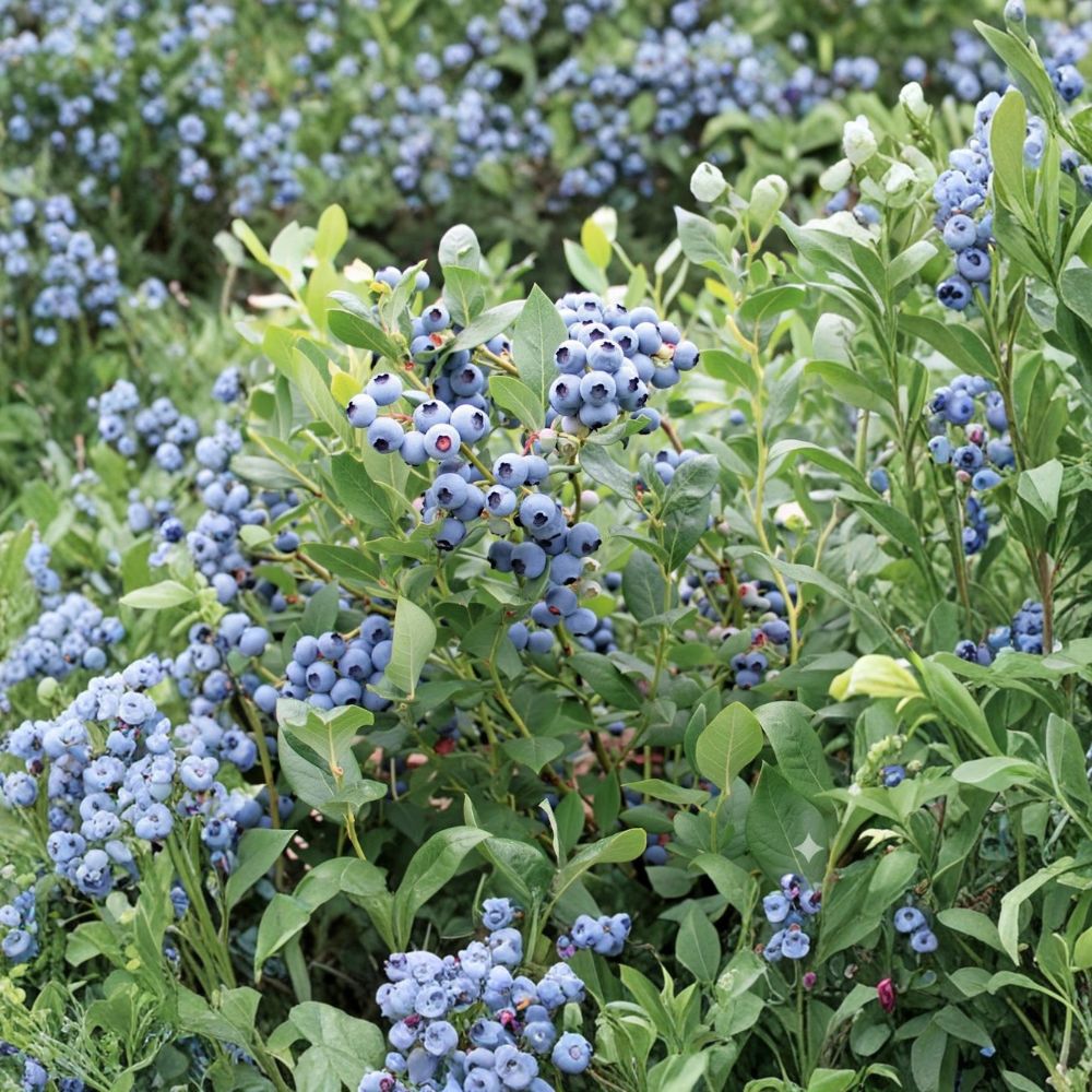 5 Draper Blueberry Plants – Vaccinium corymbosum Bare Root Plugs | Northern Highbush Blueberry | Mid-Season Berry Bush USDA Zones 5–8