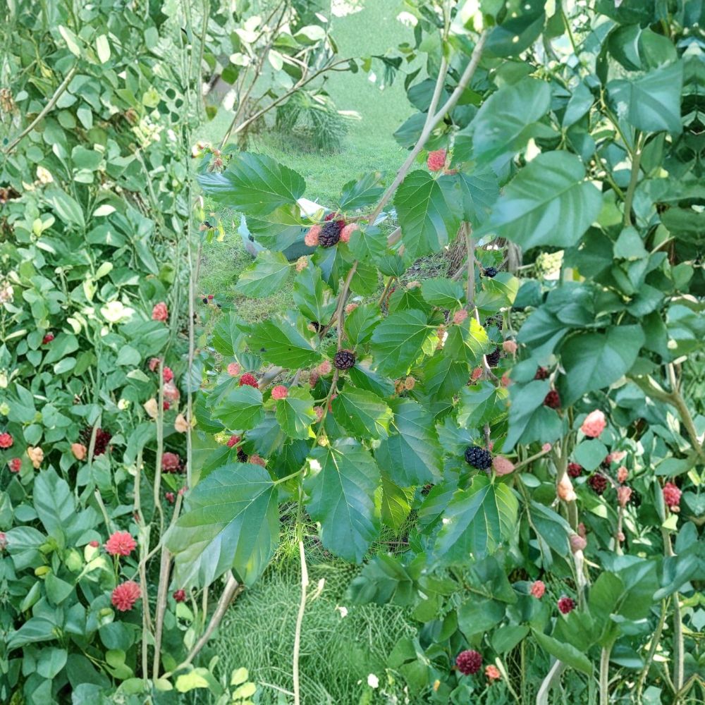 Black Mulberry Tree – Morus nigra Live Seedling | Compact Plant | Includes Nursery Pot  Sweet Fruit Tree | Patio & Garden Friendly | Easy to Grow