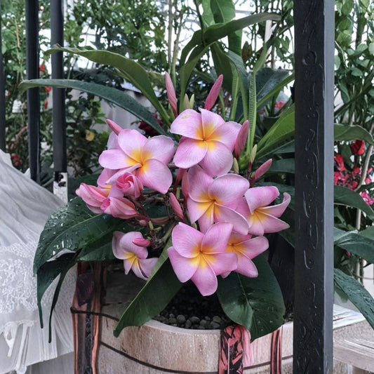 Hawaiian Pink Plumeria Cutting – 9–12 Inches | Frangipani Plant | Fragrant Tropical Flower | Easy to Grow