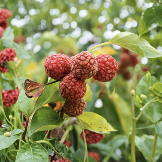 Norris Che Mulberry Cuttings – 3 Unrooted Stems | Mandarin Melonberry Tree | 8 Inch Cuttings | Rare Fruit Tree Starter