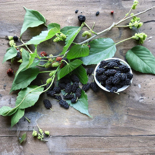 Black Mulberry Dwarf Cuttings – 6 Unrooted Stems 8–10 Inches | Compact Fruit Tree | Morus nigra | Fast Growing & Container Friendly