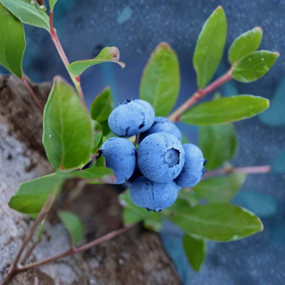 Sunshine Blue Blueberry Plant – Vaccinium corymbosum | Rooted Plant in 3 Inch Pot | Compact Evergreen Blueberry Bush | Sweet Berry Fruit Plant