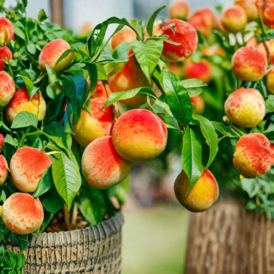Prunus Persica California Peach – 7 Live Cuttings | 6 Inch Peach Tree Cuttings | Sweet Edible Fruit Tree | Garden Propagation Starter | Bare Root