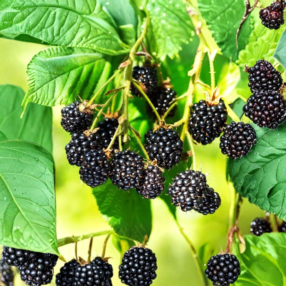 Triple Crown Thornless Blackberry – Rubus fruticosus Live Starter Plugs | 3–6 Inches Tall | Bare Root – No Pot  Sweet Thornless Berry Plant | Backyard & Garden Friendly | Easy to Grow