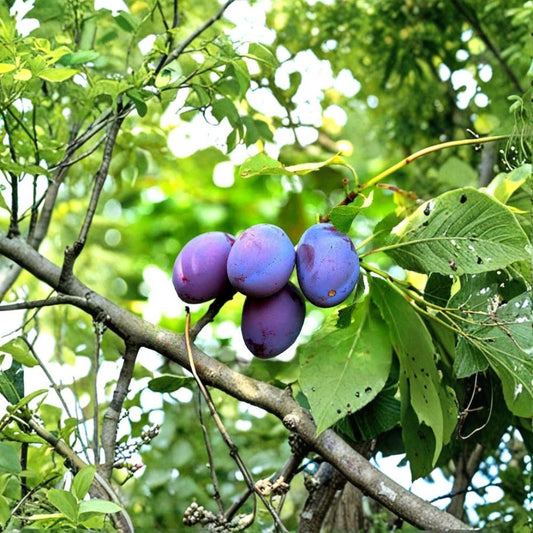 Damson Plum Tree Cuttings – 10 Unrooted 6 Inch Prunus Cuttings | Blue Damson Fruit Tree | Hardy Zone 5–7 | Propagation Ready