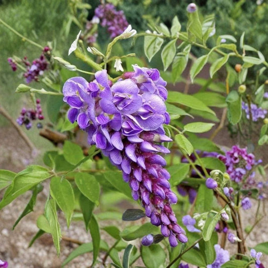 Purple Wisteria Cuttings – 10 Hardy Wisteria Vine Cuttings | 6 Inch Unrooted | Fast Growing Climbing Vine | Zones 4–9
