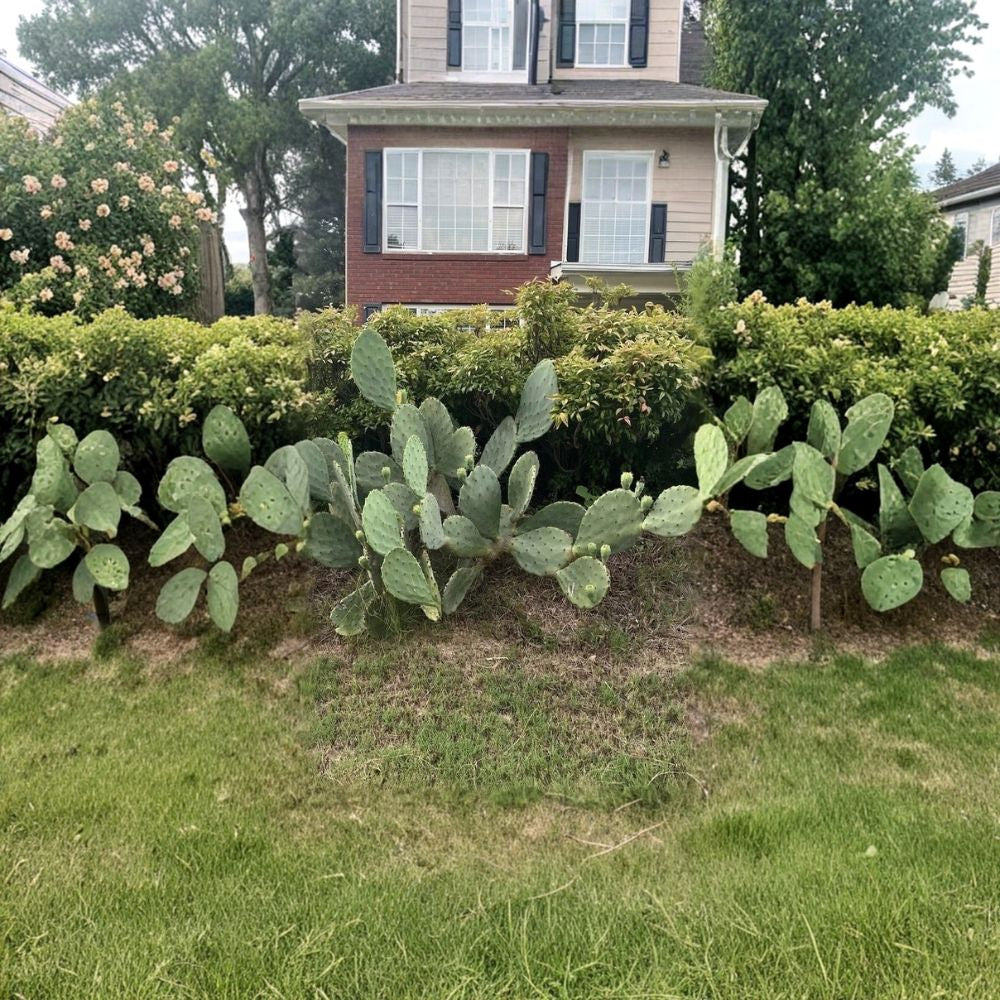 Giant Carolina Prickly Pear – Opuntia tunoidea 1 Large Pad | Impressive Size | Hardy Landscape Cactus  Bold Desert Statement | Fast Growing | Drought Tolerant