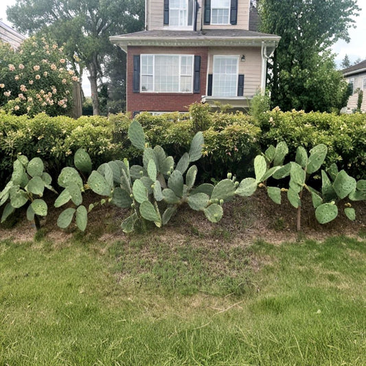 Giant Carolina Prickly Pear – Opuntia tunoidea 1 Large Pad | Impressive Size | Hardy Landscape Cactus  Bold Desert Statement | Fast Growing | Drought Tolerant