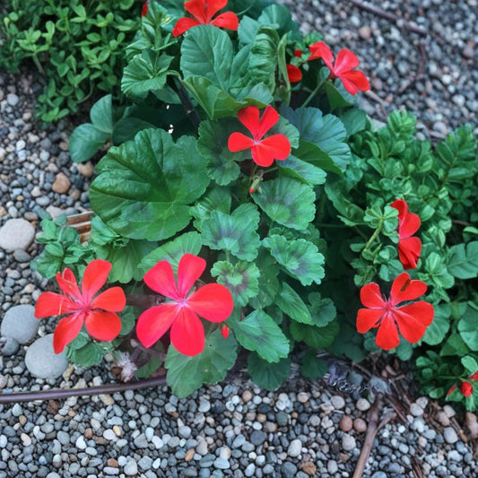 Orange Red Geranium Cuttings – 5 Live Pelargonium Zonal Stems 6 Inches | Bright Flowering Plant | Easy Garden & Patio Starter