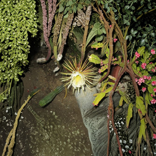 Queen of the Night Cuttings – Selenicereus grandiflorus 2 Pack | 6–8 Inch Night Blooming Cactus | Fragrant Flowering Plant | Rare Epiphyllum