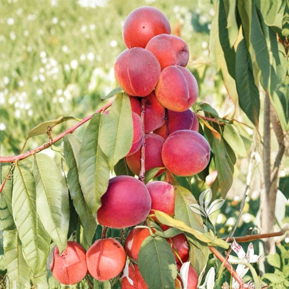 2 Redskin Peach Trees – Prunus persica Live Bare Root | 2 Ft Tall Fruit Trees | Sweet Redskin Peach Variety | Backyard Orchard Starter | Ready to Plant