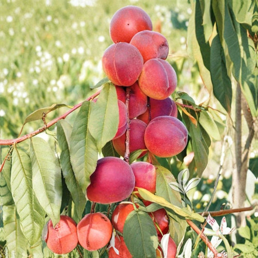 2 Redskin Peach Trees – Prunus persica Live Bare Root | 2 Ft Tall Fruit Trees | Sweet Redskin Peach Variety | Backyard Orchard Starter | Ready to Plant