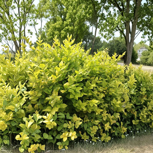 Golden Privet Cuttings – 30 Ligustrum ovalifolium Aureum | 8 Inch Hedge Cuttings | Fast Growing Privacy Plant | Bonsai & Shrub