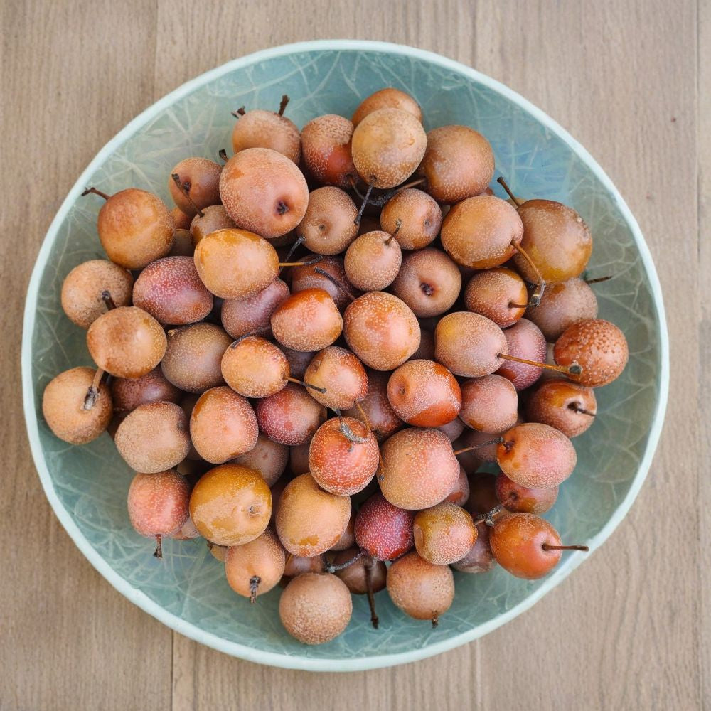 Wild Florida Pear – Callery-Type Selection Cold Hardy | Wildlife & Perry Use | Unique Wild Harvest  Astringent to Sweet Jam Flavor | Seed Grown | Rare Find