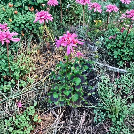 Rare Spiky Pink Geranium Cutting – 6 Inch Pelargonium Live Cutting | Unique Bloom Cluster | Hardy Flowering Plant