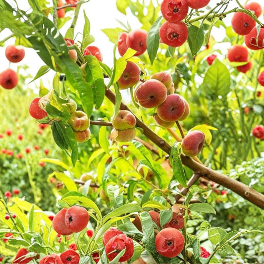 2 Galaxy Donut Peach Trees – Prunus persica Live Bare Root | 2 Ft Tall Fruit Trees | Sweet White Flat Peach Variety | Backyard Orchard Starter | Ready to Plant