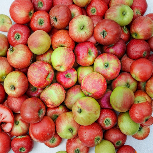 Honeycrisp Apple Tree Cuttings – 6 Fresh Scions | 5+ Inch Grafting Wood | Apple Propagation Cuttings