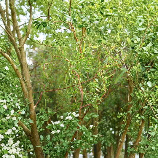 Scarlet Curly Willow Cuttings – 100 Salix Corkscrew Willow Cuttings | Red Stem Fast Growing Tree | Landscape & Craft Willow