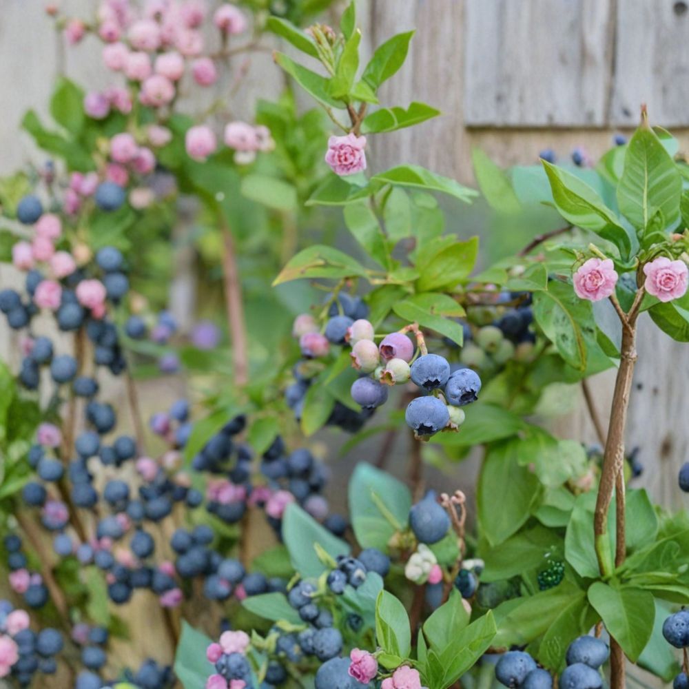 Top Hat Blueberry Plant – Vaccinium angustifolium Live Dwarf Berry Bush | 3 Inch Pot | Compact Patio Fruit Plant | Cold Hardy Blueberry