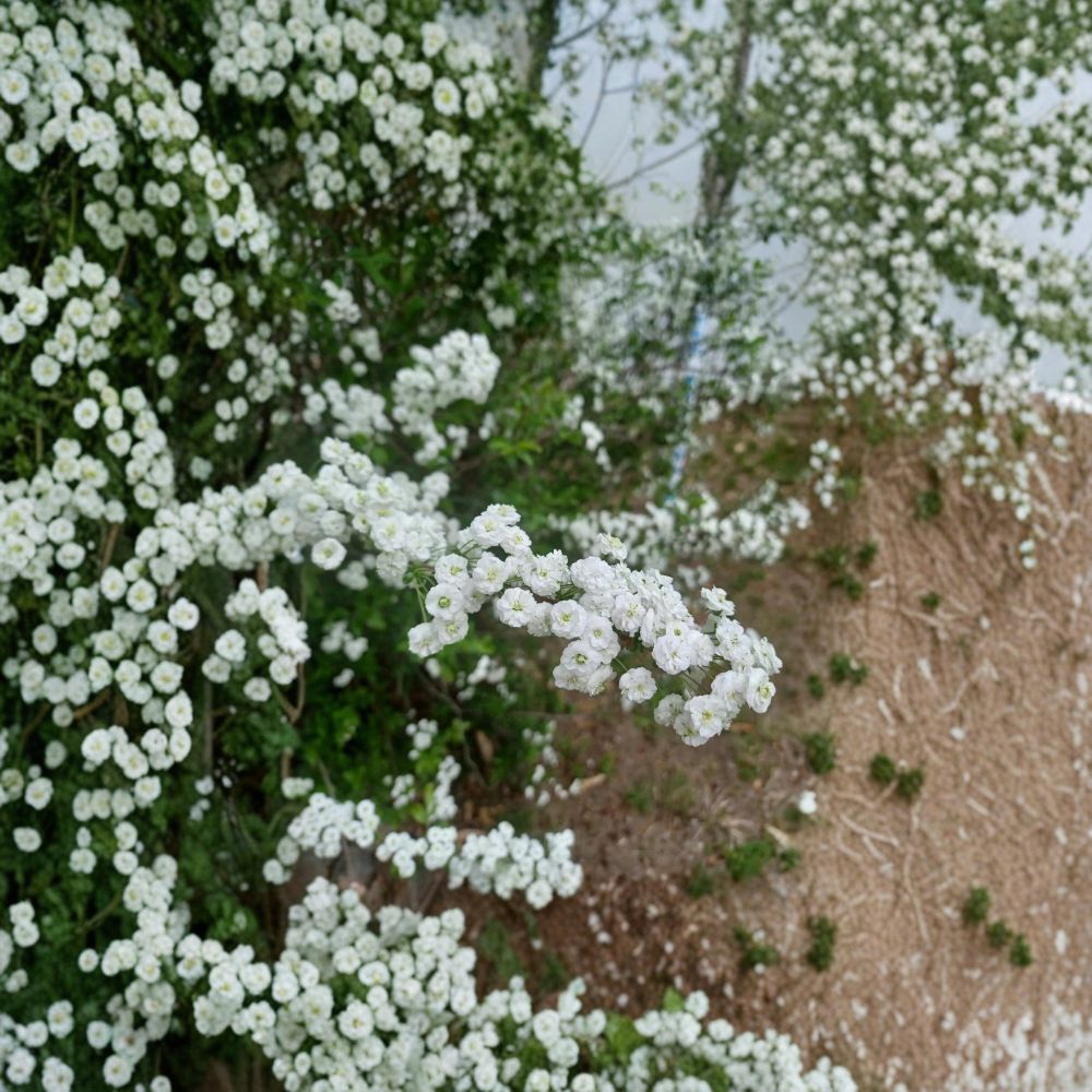 Bridal Wreath Spirea Cuttings – 10 Unrooted Cuttings | 4–5 Inch Spirea Shrub | Spring Flowering Bush | Hardy Landscape Plant | Easy to Grow