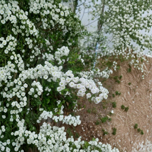 Bridal Wreath Spirea Cuttings – 10 Unrooted Cuttings | 4–5 Inch Spirea Shrub | Spring Flowering Bush | Hardy Landscape Plant | Easy to Grow