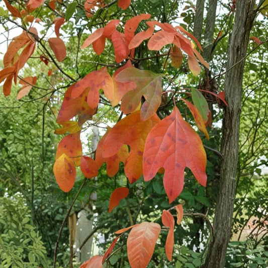Sassafras Tree Cuttings – 10 Fresh Unrooted Stems | Native Edible & Wildlife Plant | Ornamental Tree Starter | Easy Propagation