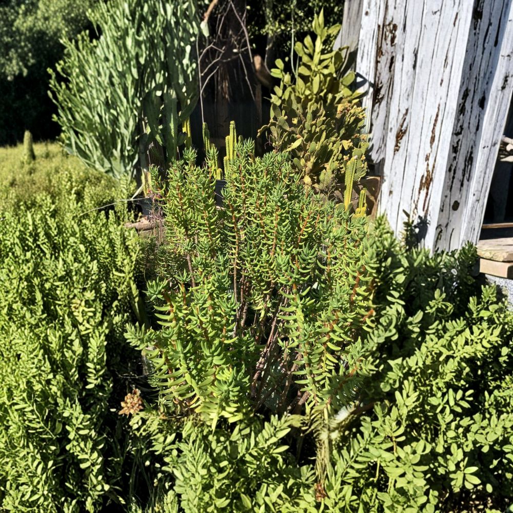 Mini Pine Tree Succulent – 7 Cuttings (5–8 Inches) | Crassula tetragona | Bonsai Style Succulent | Drought Tolerant